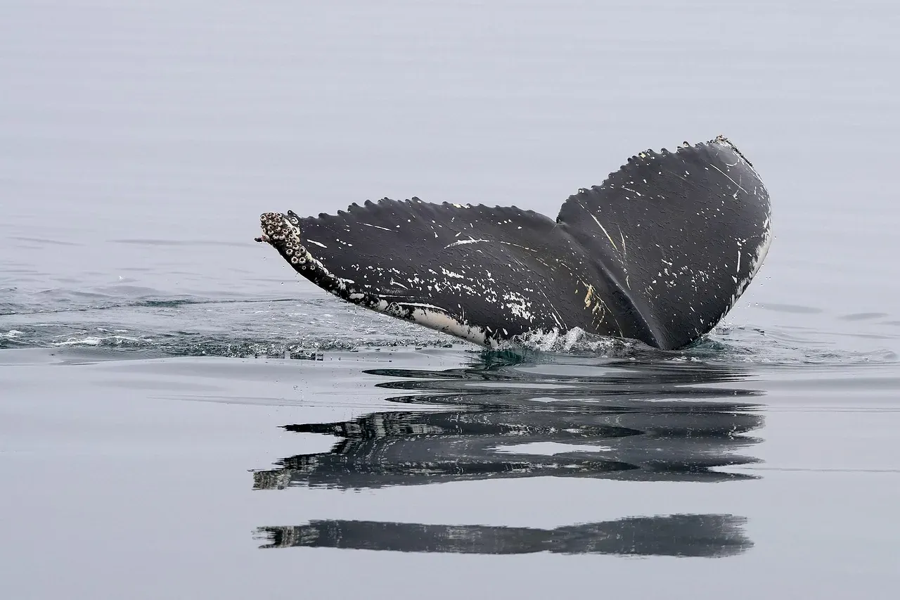 The tail fin of a humpback whale above calm water