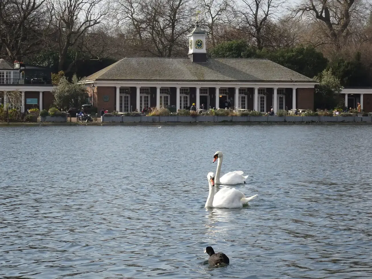 Swans on the Serpentine lake in front of a lakeside pavilion and bare trees in Hyde Park, London