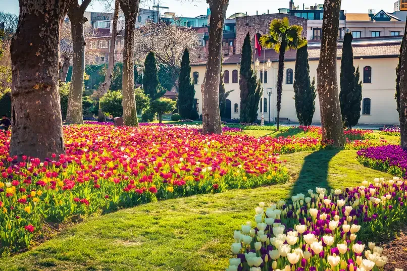 Blooming tulips in Gulhane Park in Istanbul
