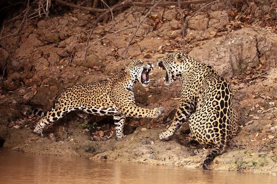 Two jaguars on a river bank in the Pantanal of Mato Grosso