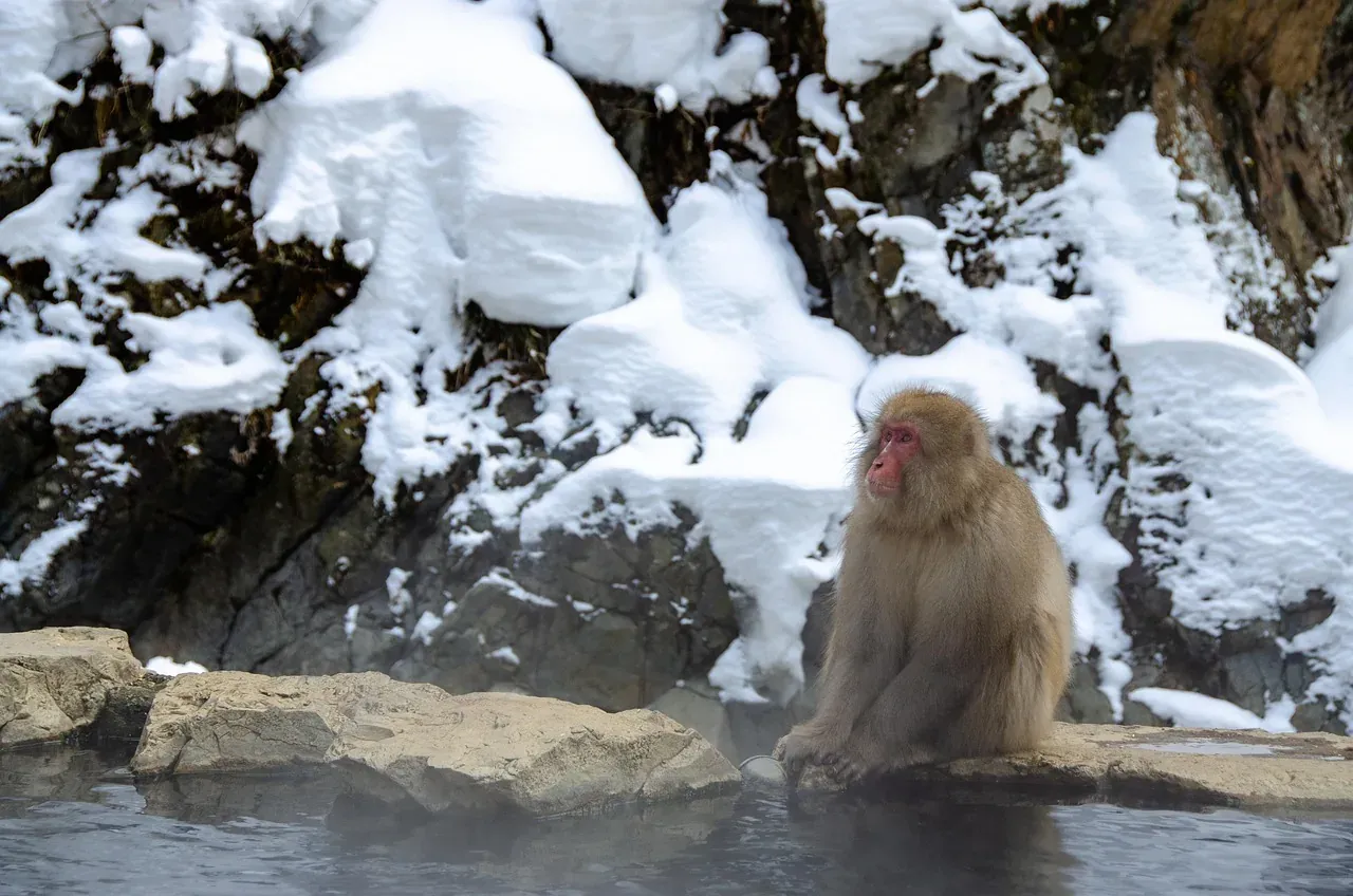 A Japanese macaque sitting in a hot spring pool at Jigokudani in Nagano prefecture