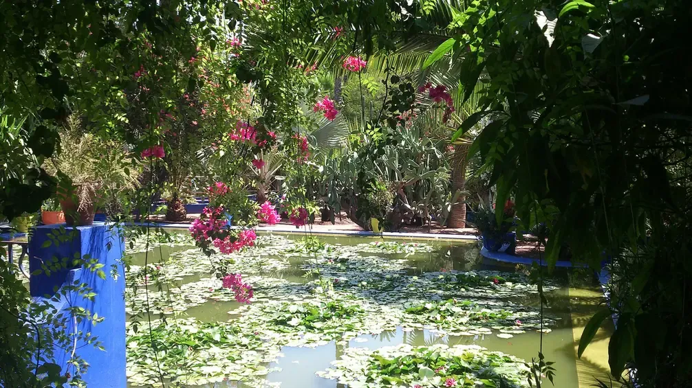 A lily pond with blue planters and pink bougainvillea at the Jardin Majorelle in Marrakech