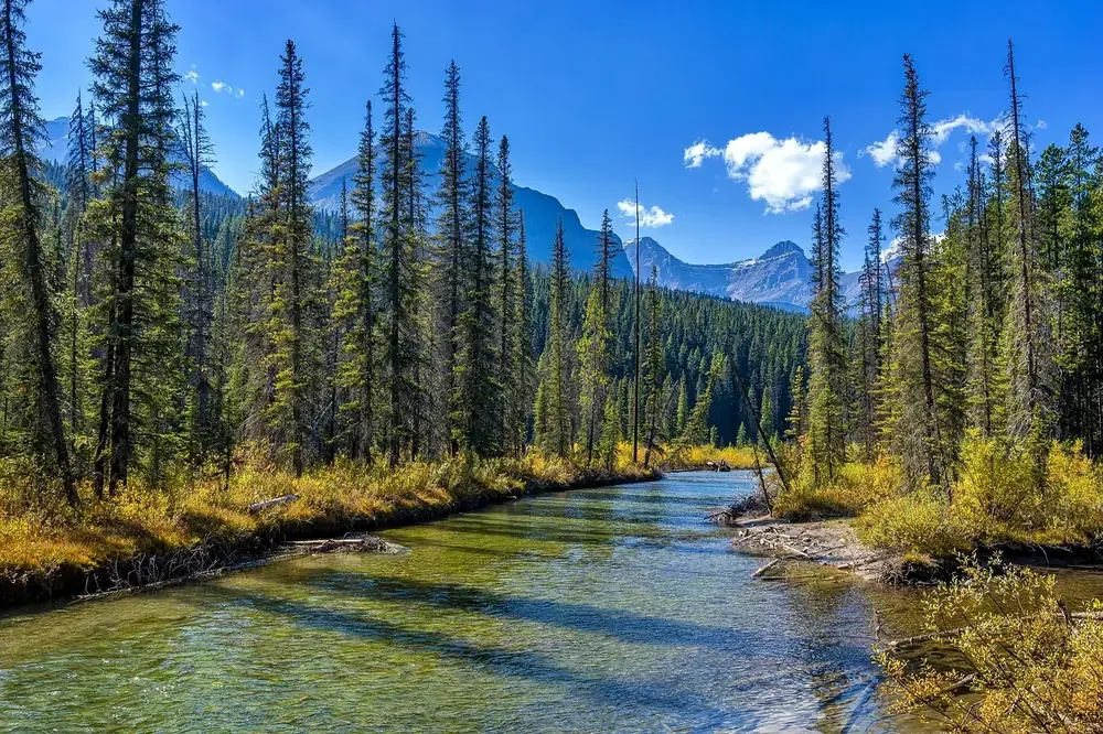 A river running through conifer forest in Jasper National Park