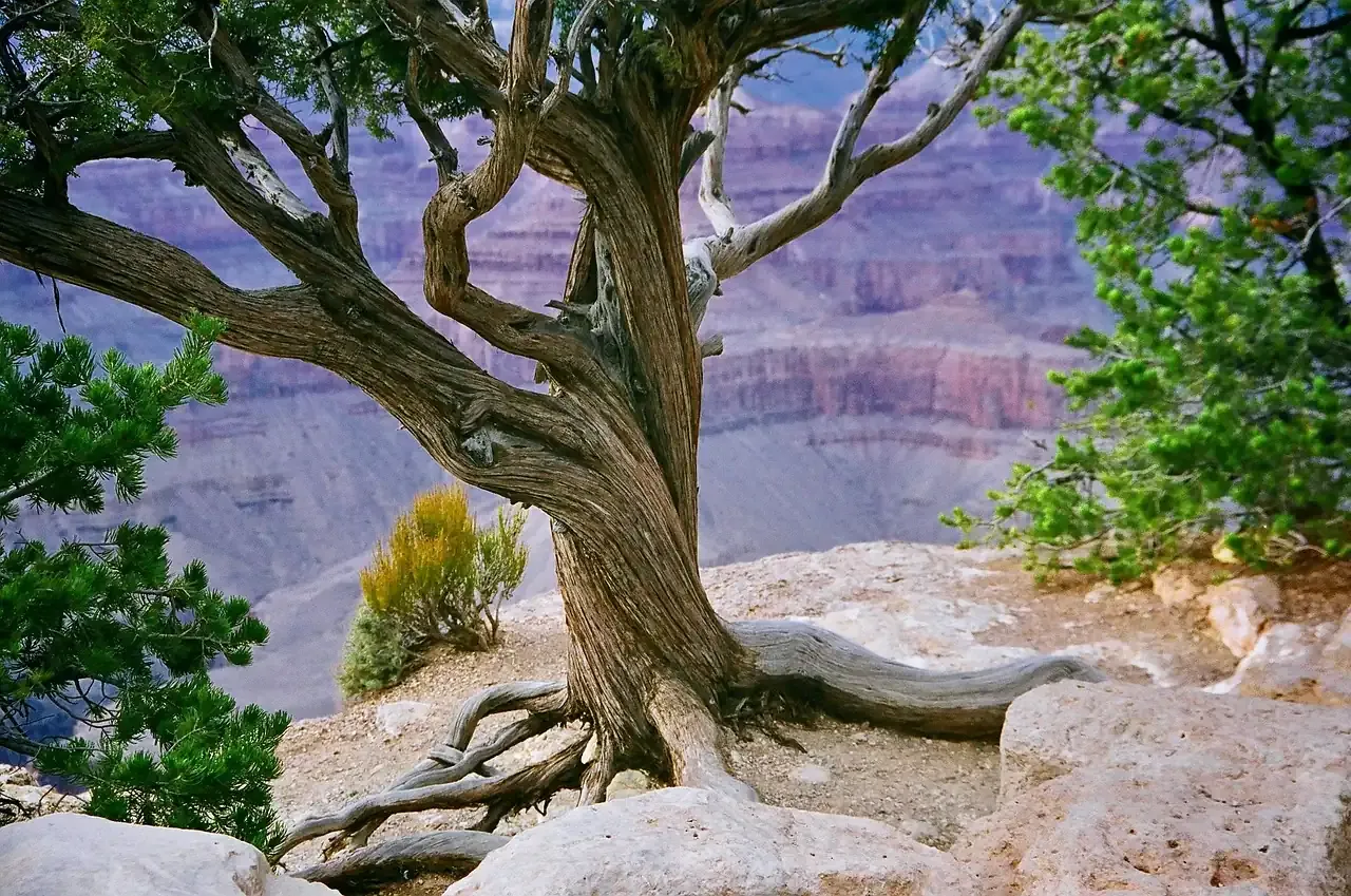 A weathered juniper on the rim above the Grand Canyon in Arizona