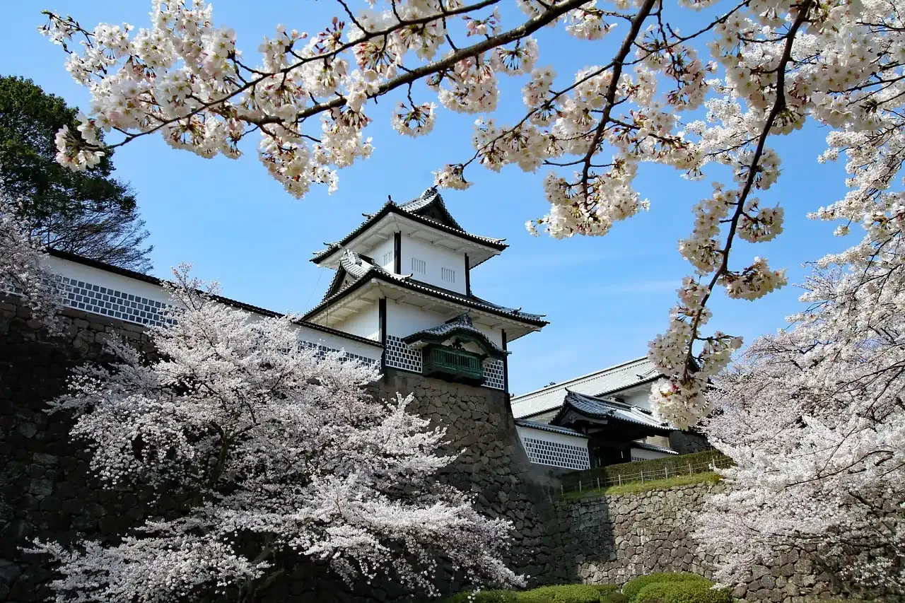 A gate of Kanazawa Castle behind cherry blossom