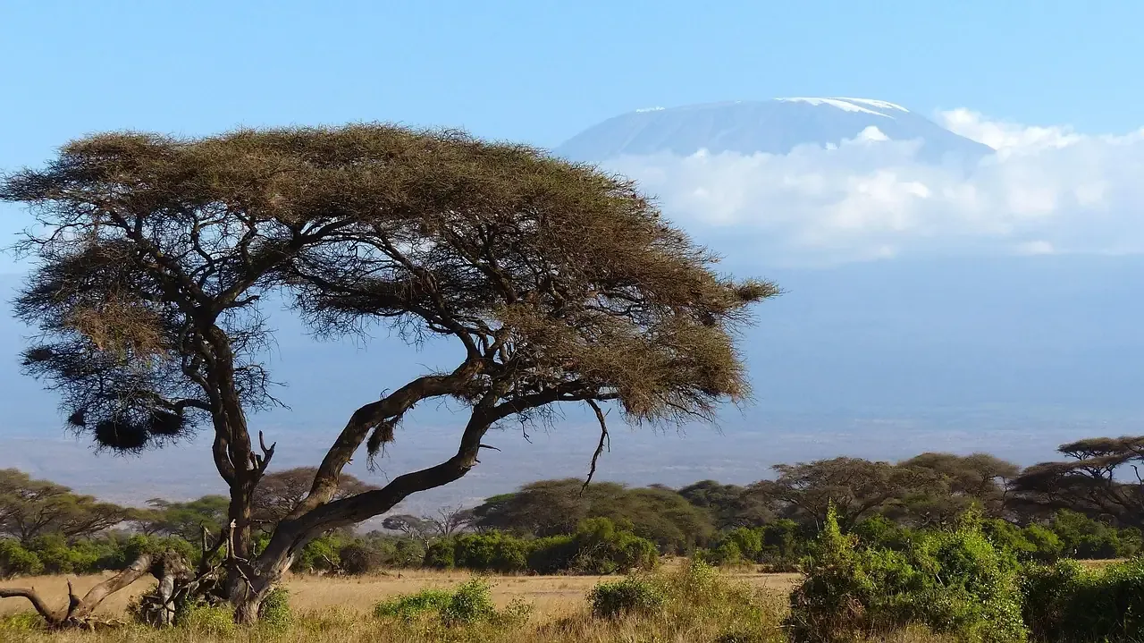 The snow cap of Kilimanjaro above an acacia tree, seen from Amboseli