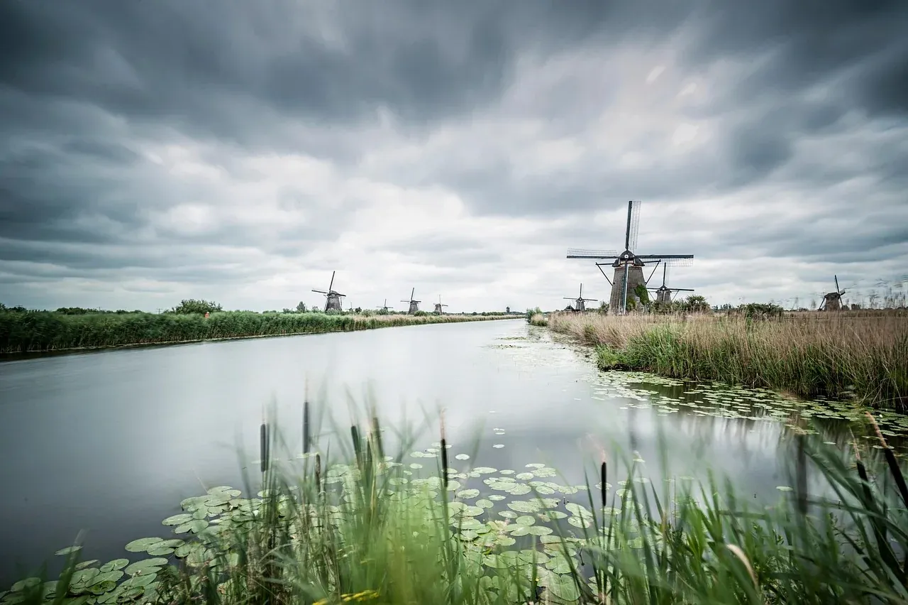Water lilies on the canal at Kinderdijk with the windmill line under a clouded sky