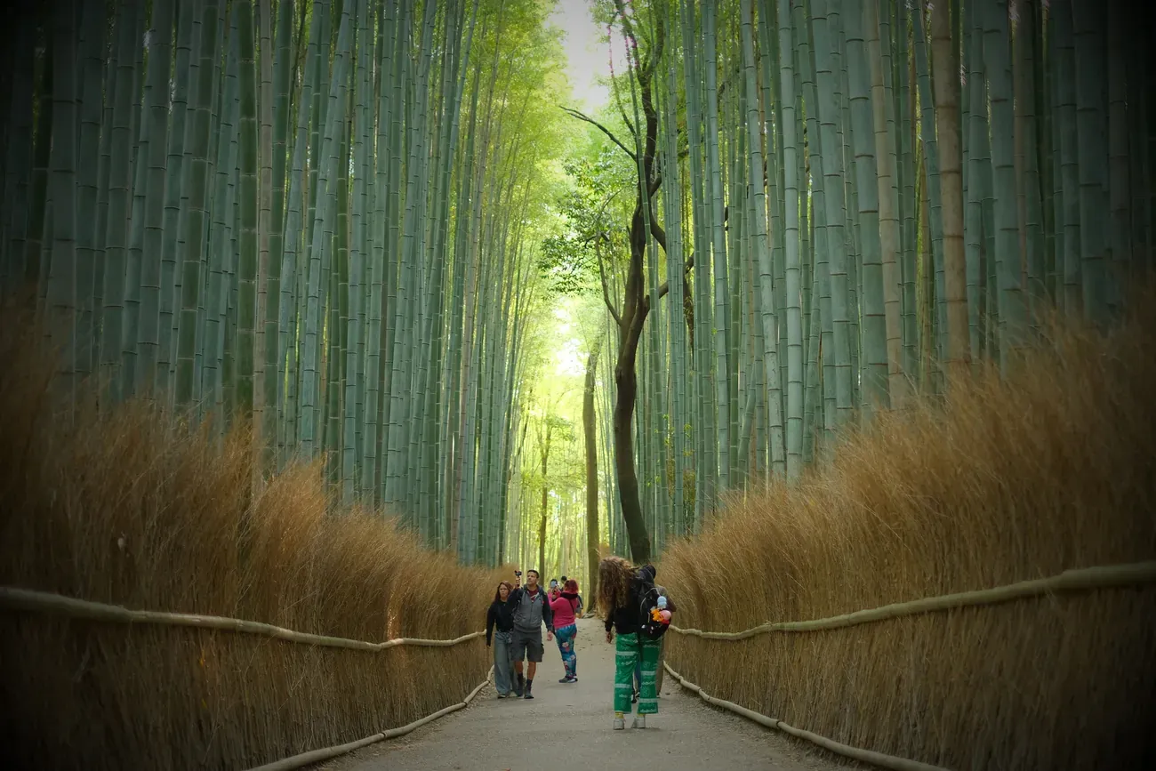 The towering stalks of the Arashiyama Bamboo Grove in Kyoto