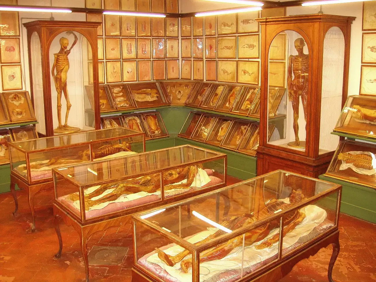 A hall of eighteenth century anatomical wax models in glass cases at La Specola museum, Florence