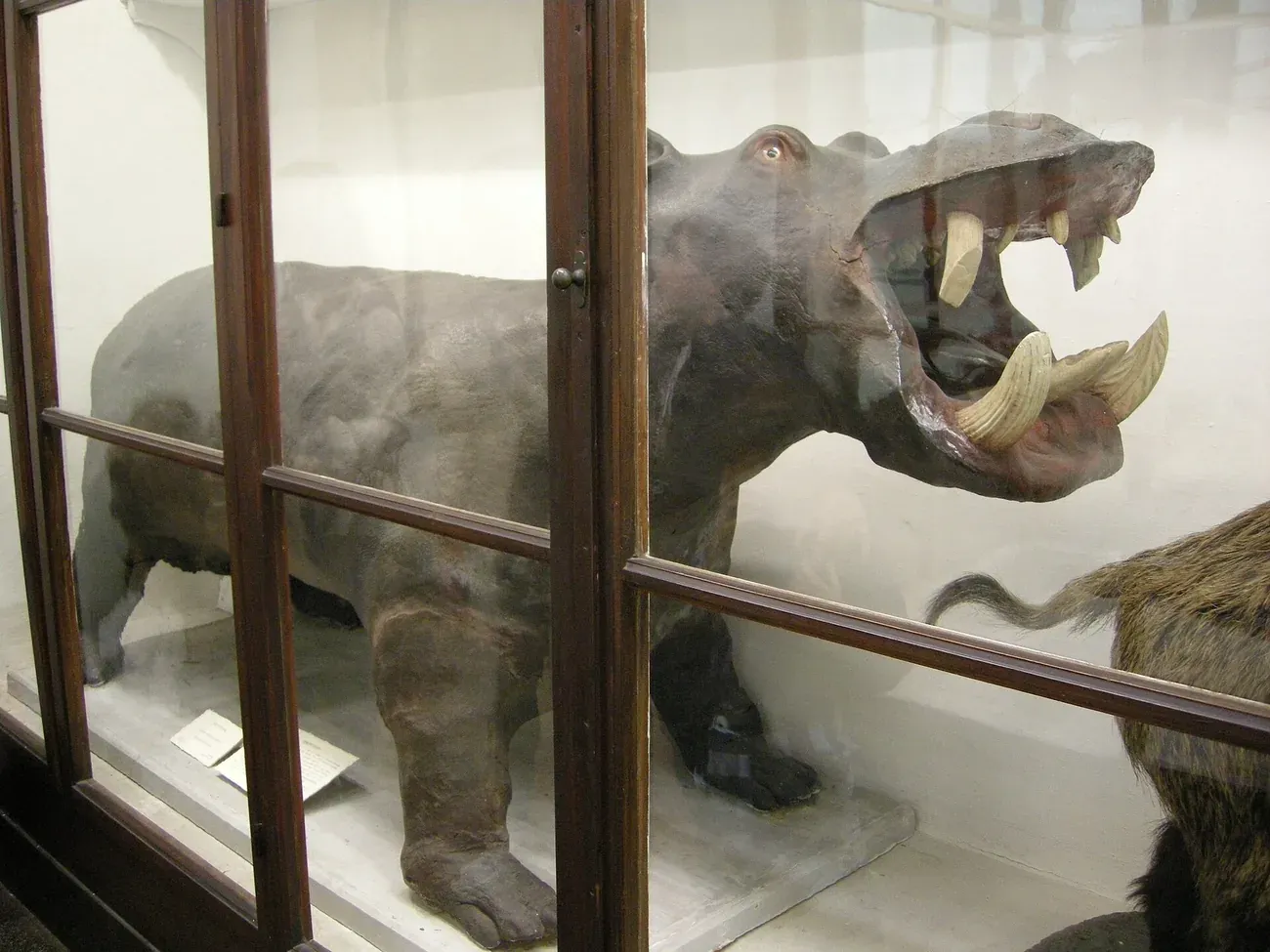 The stuffed Boboli Gardens hippopotamus with open mouth in a display case at La Specola zoological museum, Florence