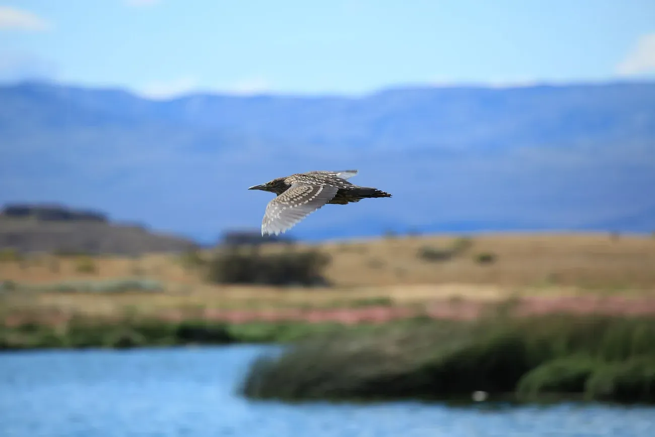 A black-crowned night heron in flight over the Laguna Nimez reserve at El Calafate