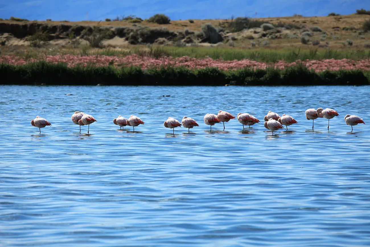 Chilean flamingos wading in the Laguna Nimez reserve at El Calafate
