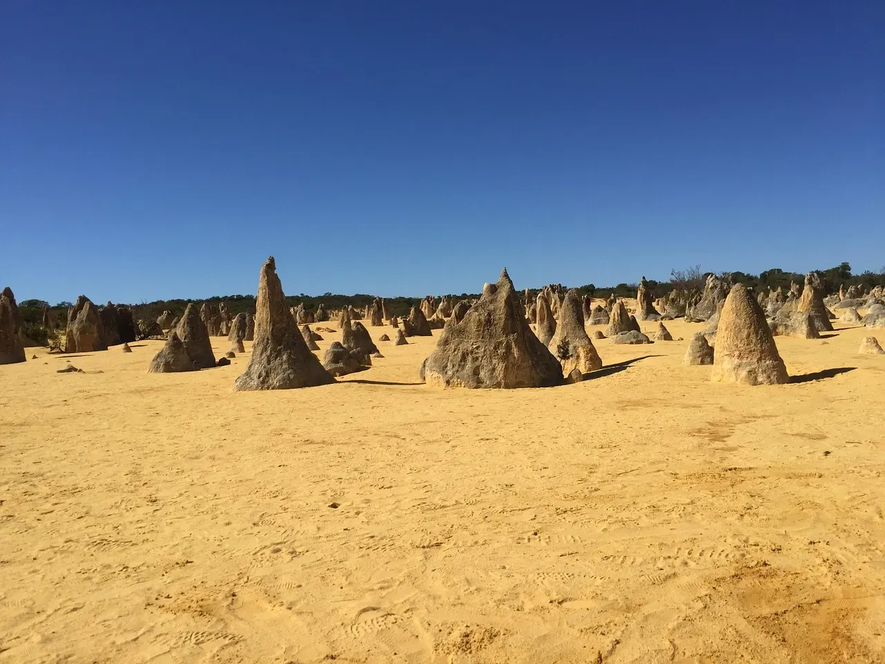 Limestone pinnacles standing in the yellow sand of Nambung National Park, Western Australia