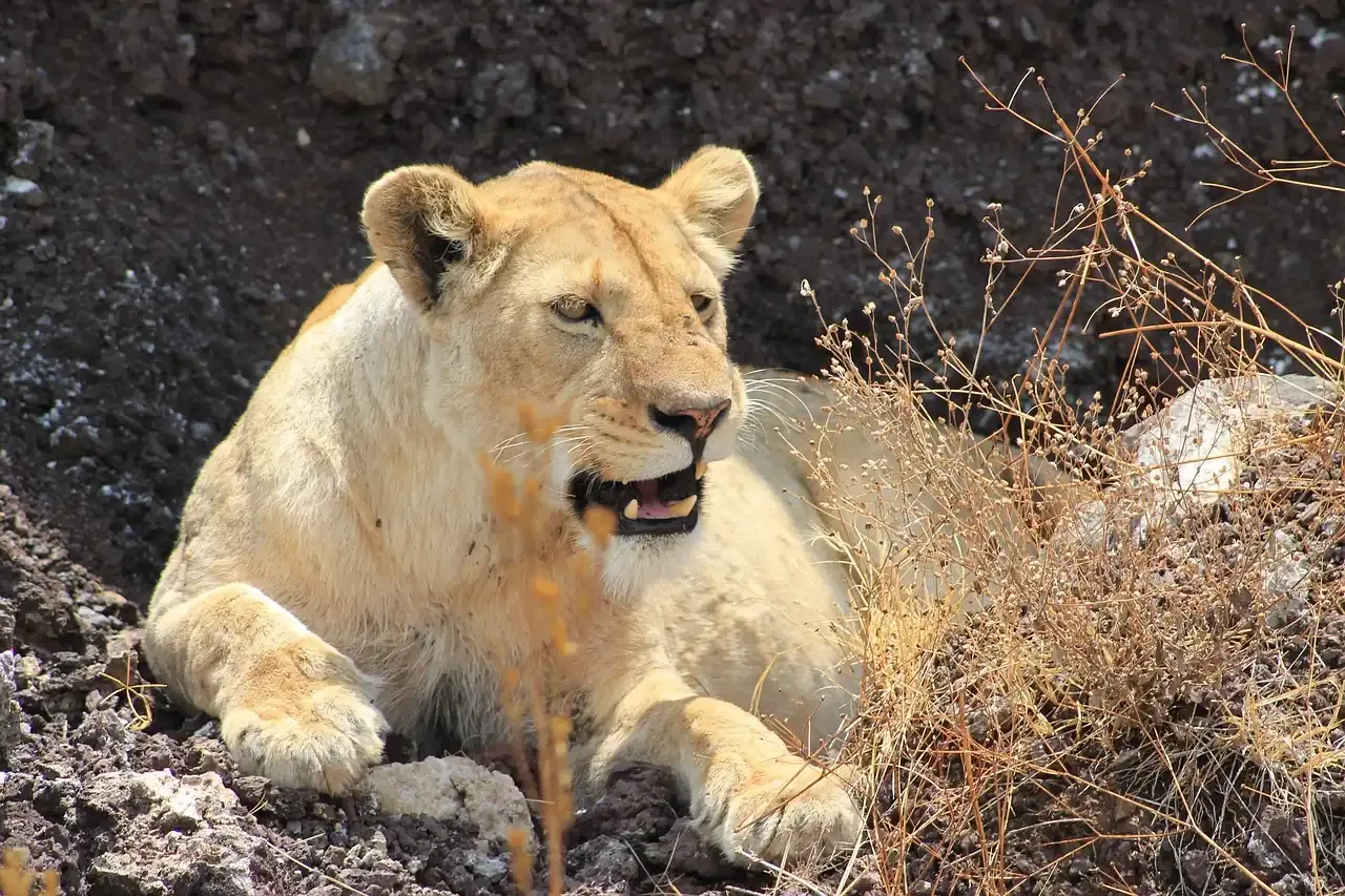 A lioness resting on the floor of the Ngorongoro Crater in Tanzania