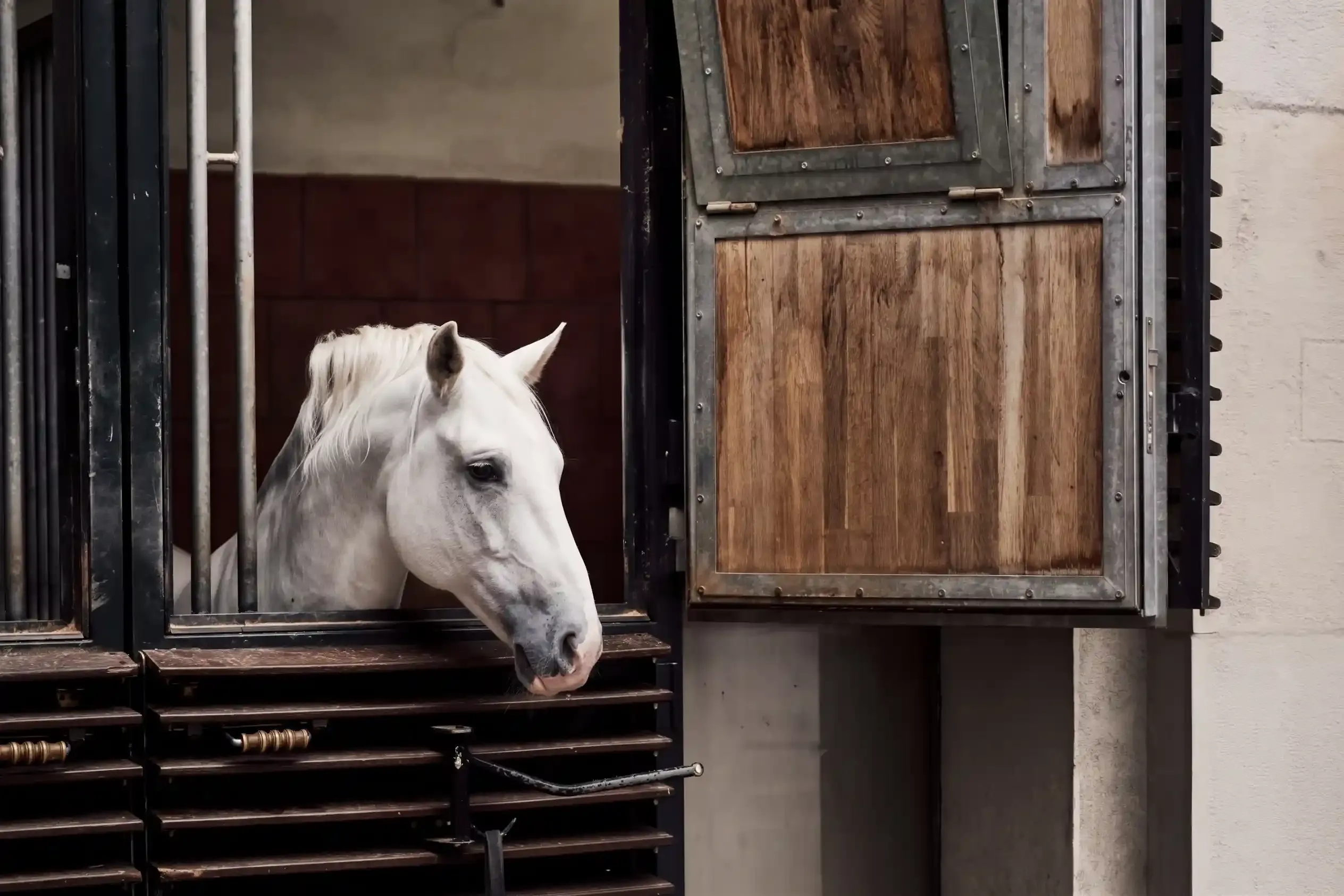 A Lipizzaner stallion looking out from its stable box door at the Spanish Riding School in Vienna