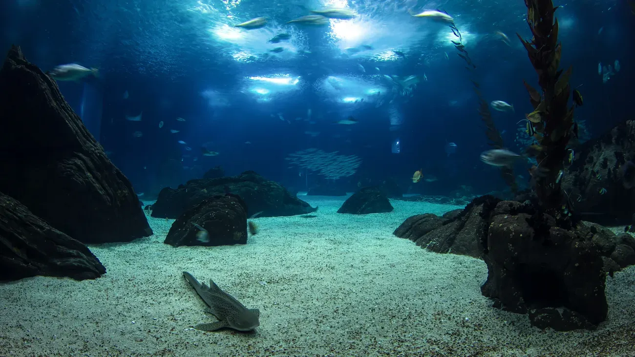 Fish swimming past the rocks of the main tank at the Lisbon Oceanarium