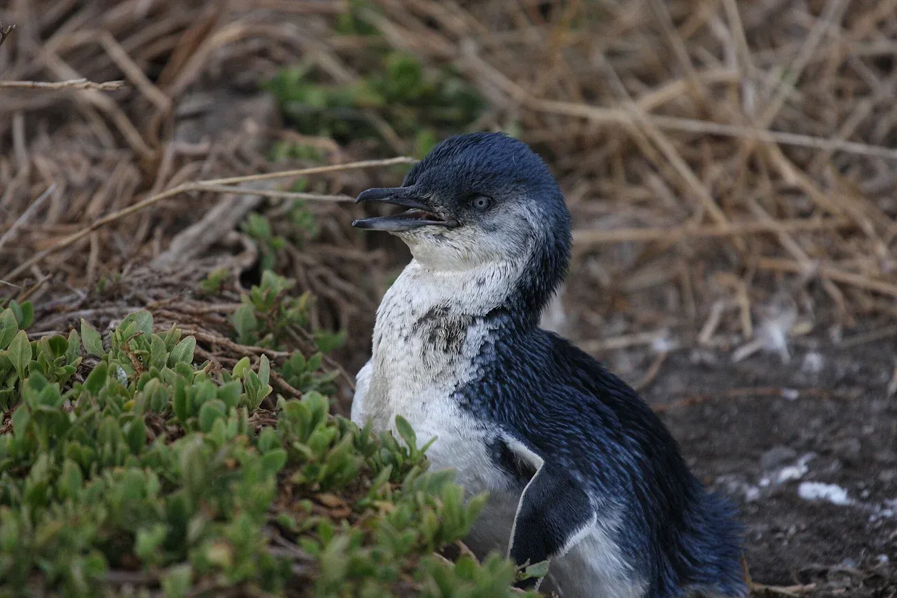 A little penguin among coastal scrub on Phillip Island, Victoria