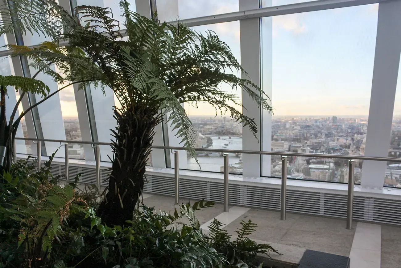 A tree fern in the Sky Garden with the River Thames and the city of London behind the glass