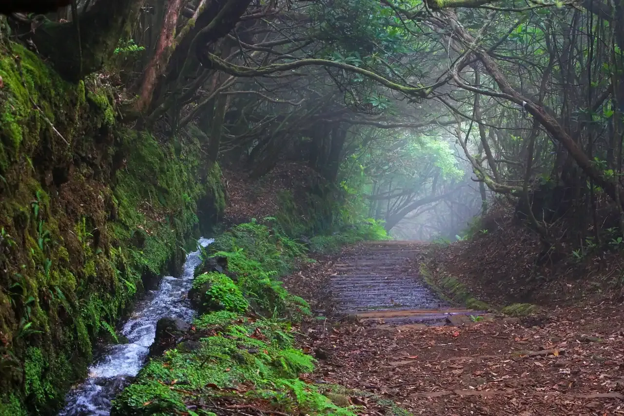 A levada footpath running beside its water channel through laurel forest on Madeira
