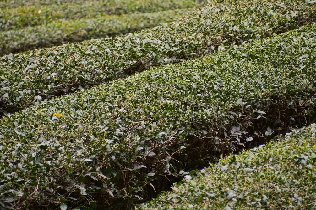 Rows of trimmed tea bushes on the Maokong hillside above Taipei
