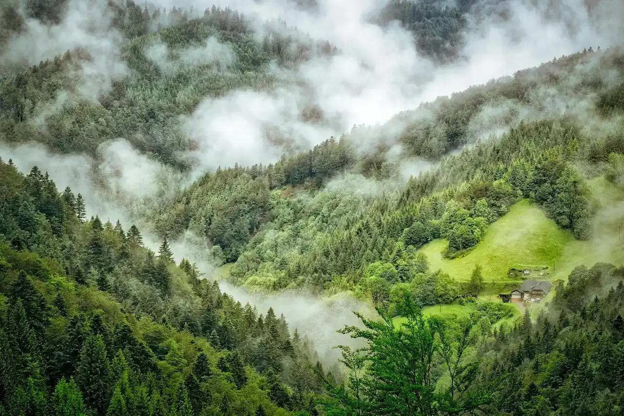 Mist drifting through the spruce woods of a Black Forest valley