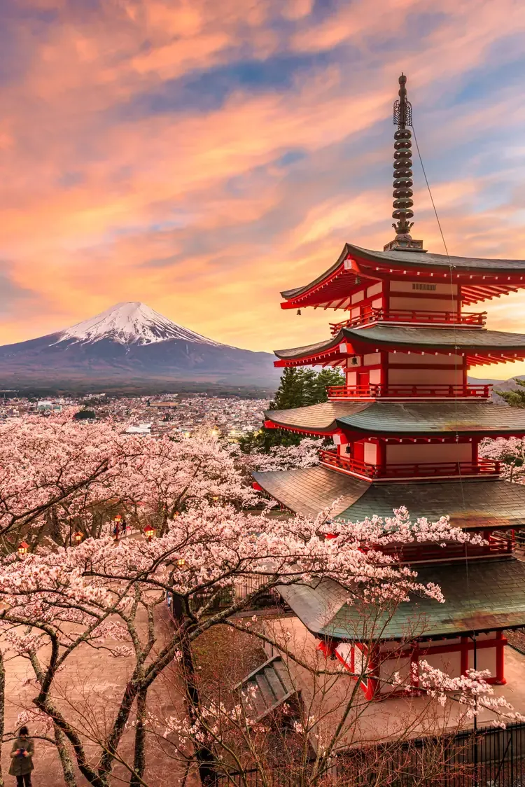 Chureito Pagoda and blossoming cherry trees at sunset with Mount Fuji rising above the town of Fujiyoshida
