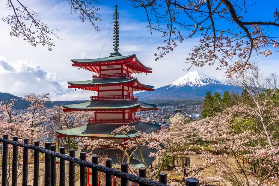 The red Chureito Pagoda framed by cherry blossom with the snow-capped cone of Mount Fuji behind