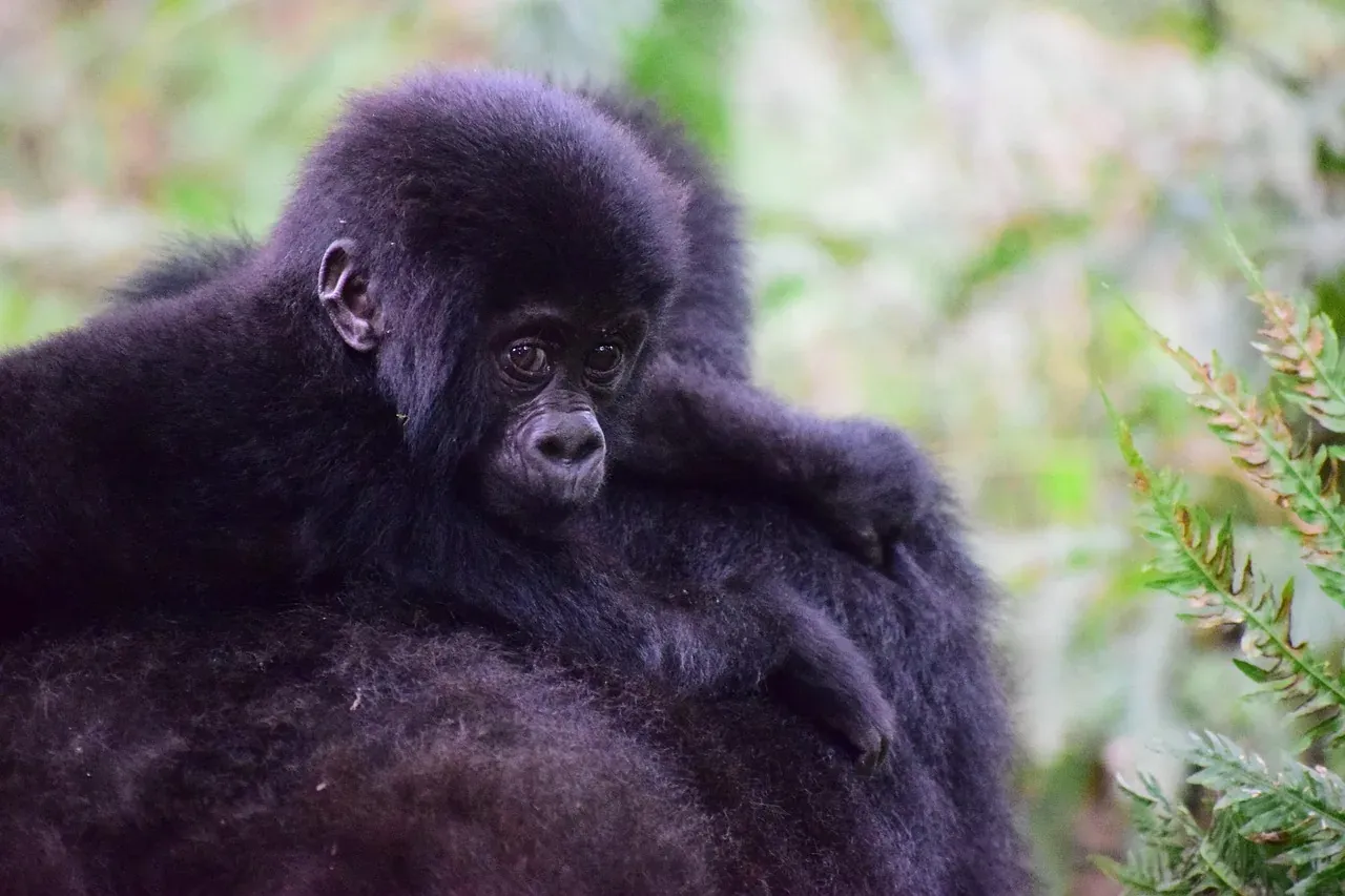A mountain gorilla mother with her infant in Bwindi Impenetrable Forest, Uganda