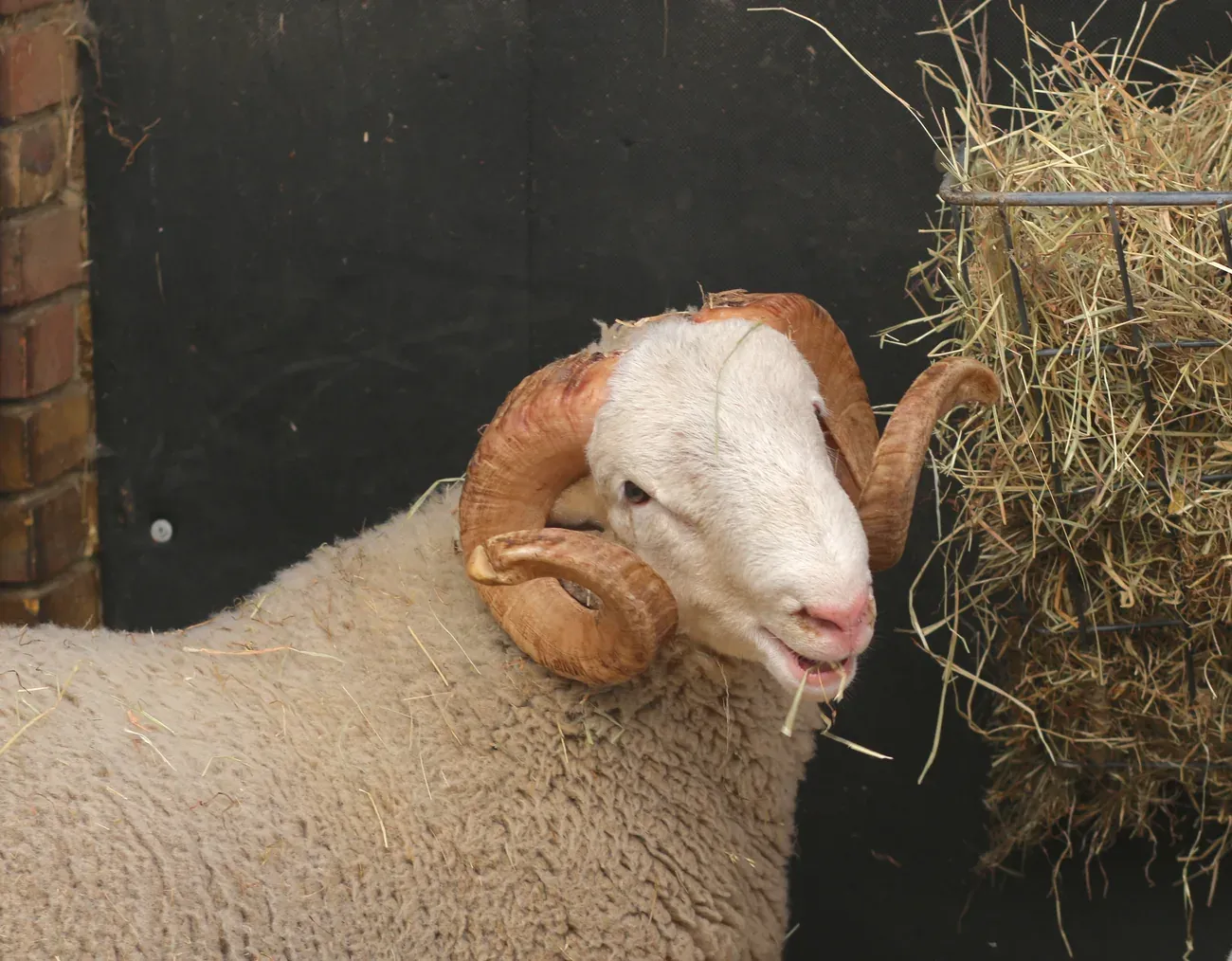 A horned ram eating hay at Mudchute Park and Farm on the Isle of Dogs, London