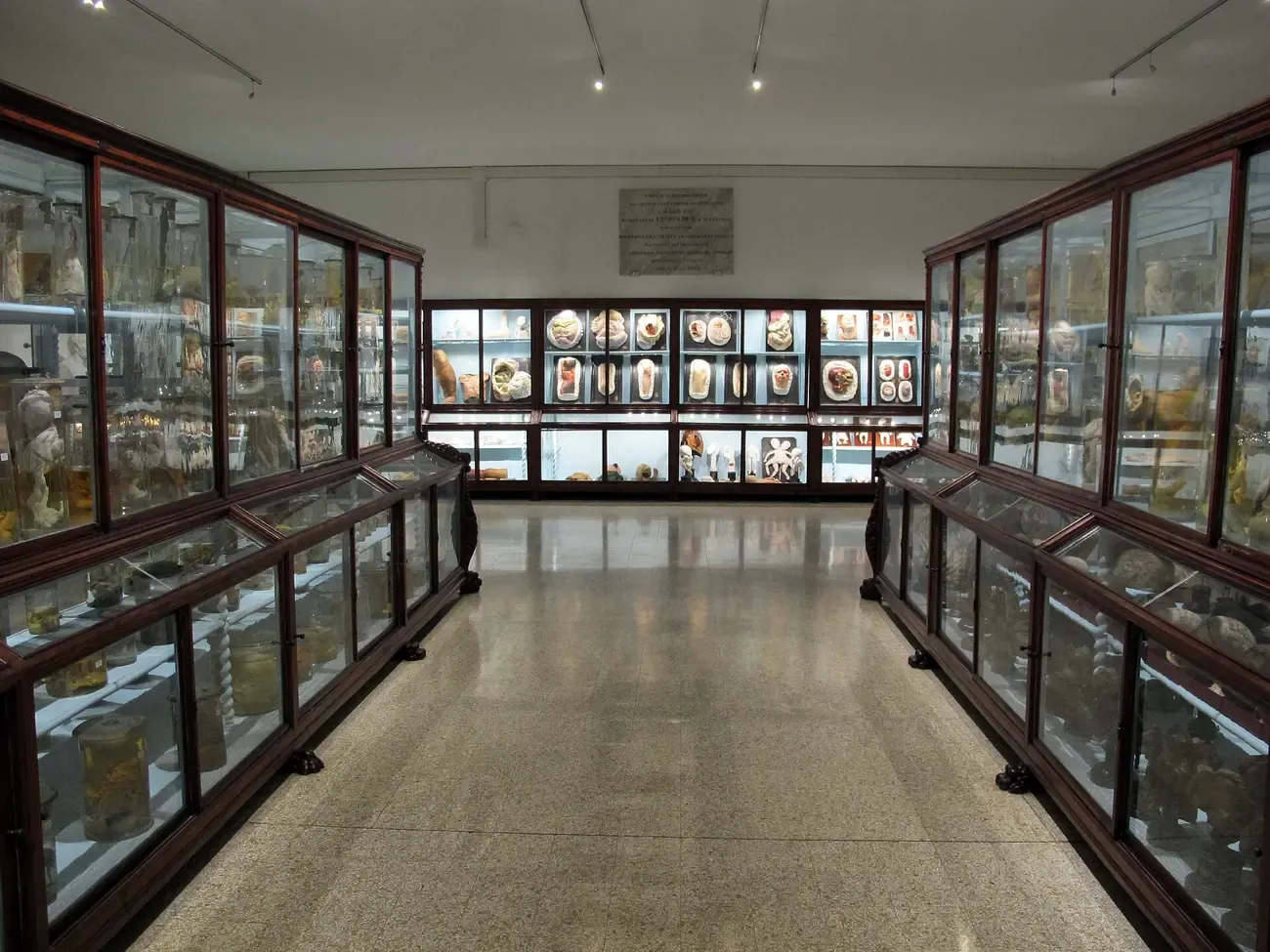 Wooden display cases in the Museum of Pathological Anatomy at the Careggi hospital complex in Florence