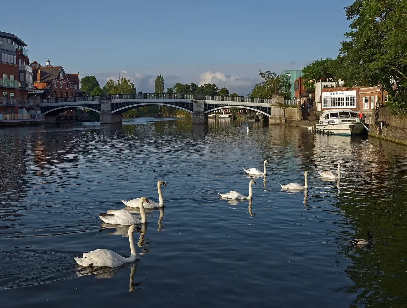 Mute swans on the River Thames in Windsor with Windsor and Eton Bridge in the background