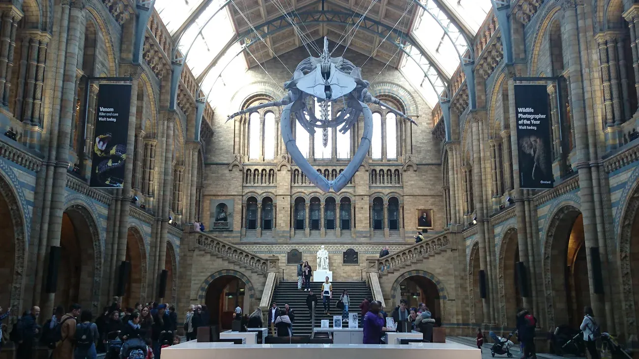 Blue whale skeleton Hope suspended from the ceiling of Hintze Hall at the Natural History Museum, London