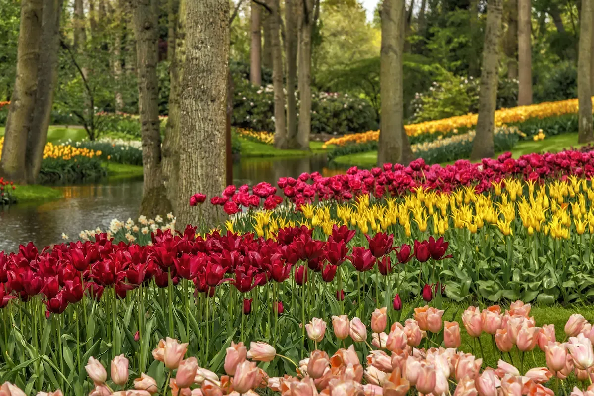 Opening hours Keukenhof