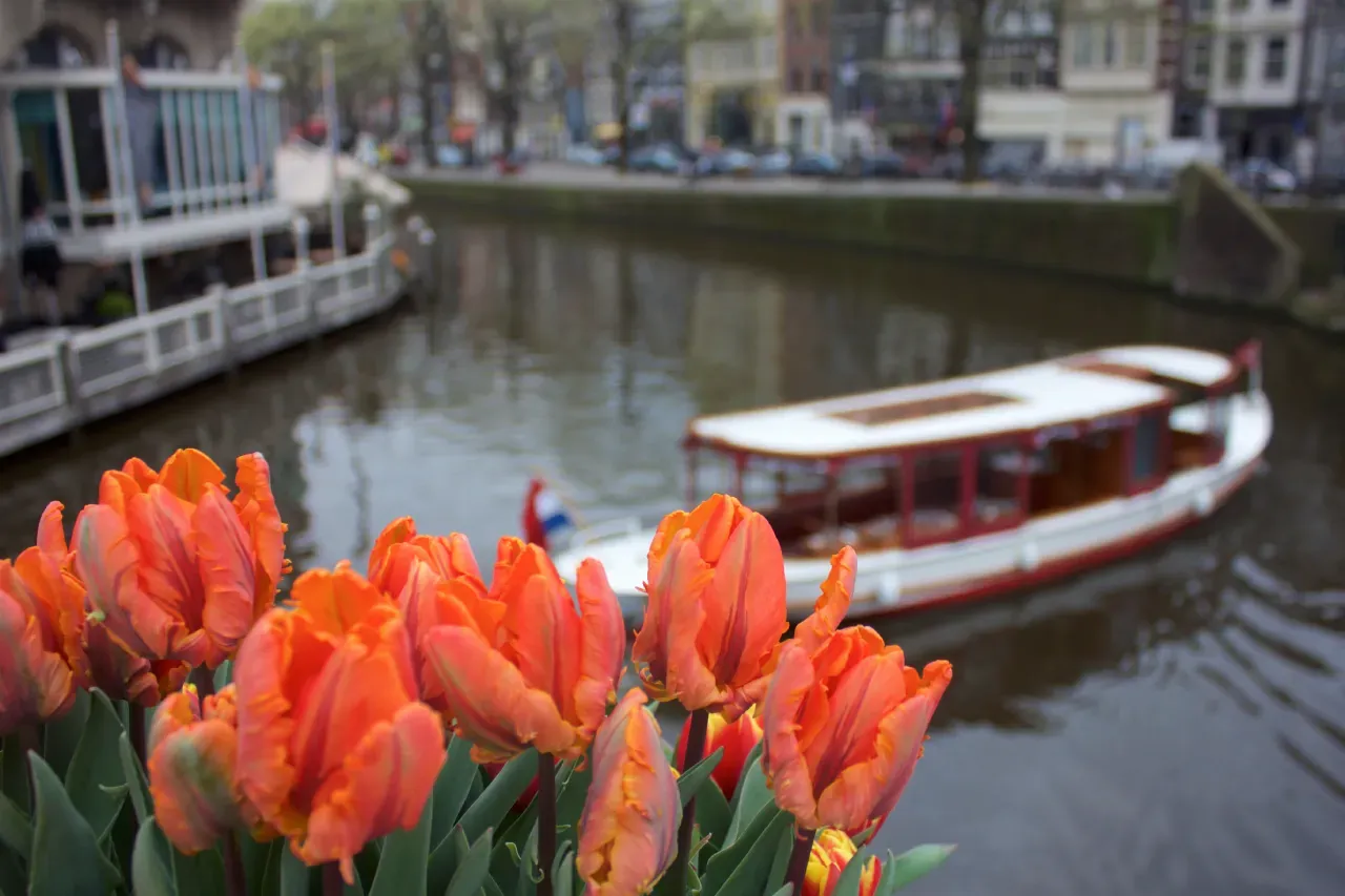 Orange tulips in Amsterdam