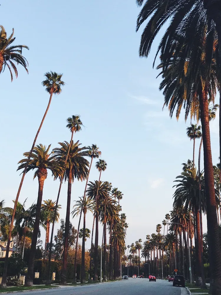 A palm tree-lined avenue in Los Angeles