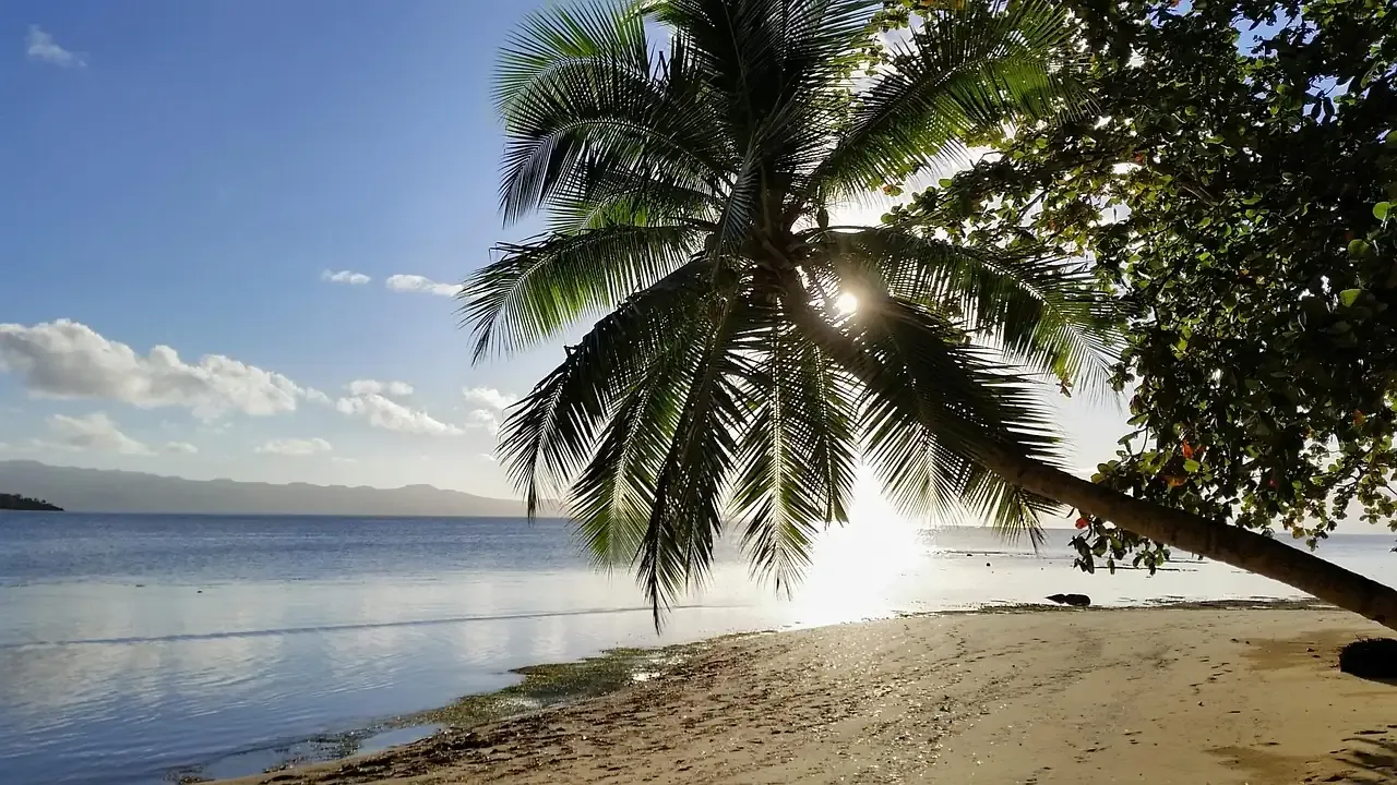 A palm tree leaning over a quiet beach at sunset in Fiji