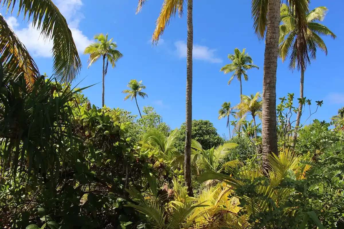 Coconut palms and coastal forest on Tapuaetai, One Foot Island, in the Aitutaki lagoon