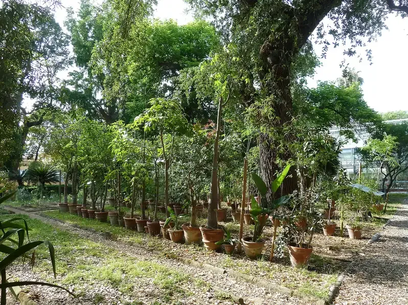 A shaded avenue lined with potted plants in the Orto Botanico of Pisa