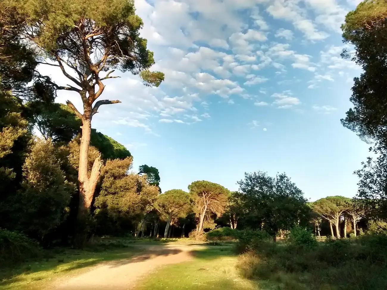 Umbrella pines along a path in the San Rossore park near Pisa