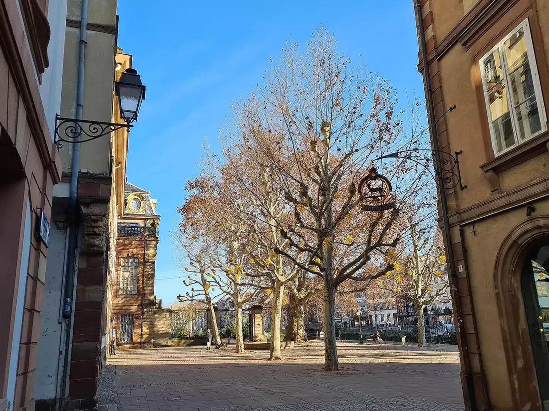 Place du Marché-aux-Poissons in Strasbourg with a plane tree and sandstone facades