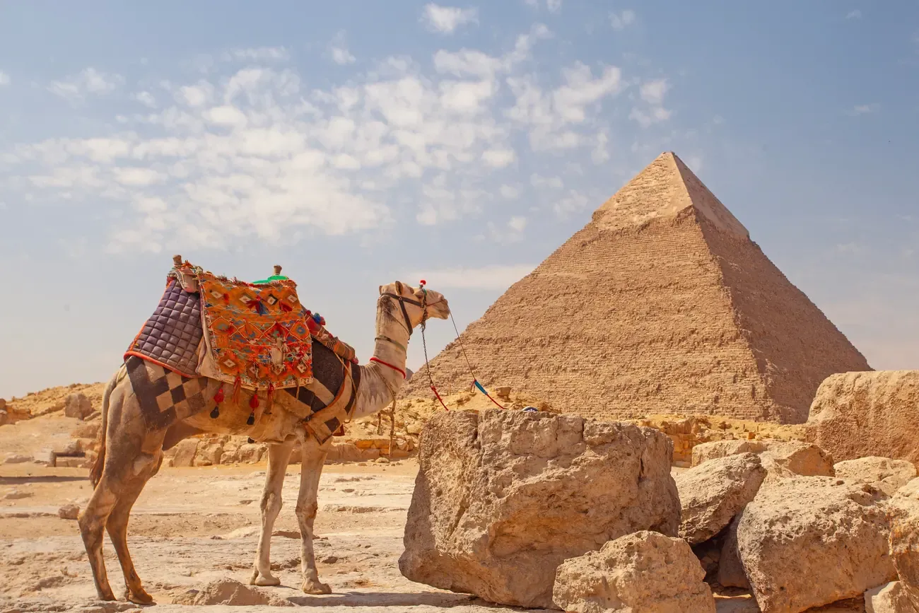 A camel resting near the pyramids of Giza, Egypt