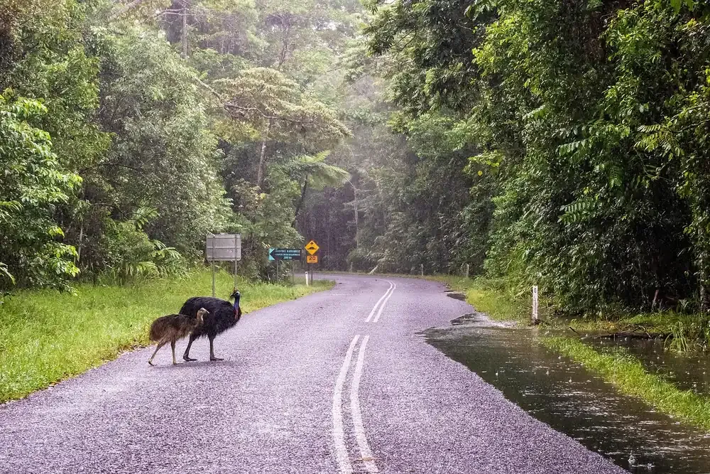 A road running through dense rainforest in the Daintree, far north Queensland