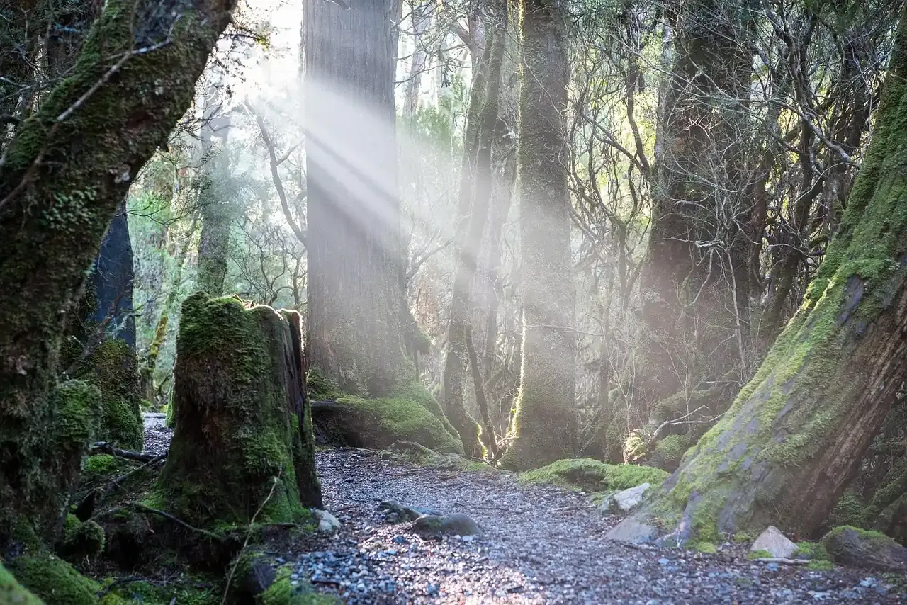 Light falling through the rainforest on a walking track at Cradle Mountain, Tasmania