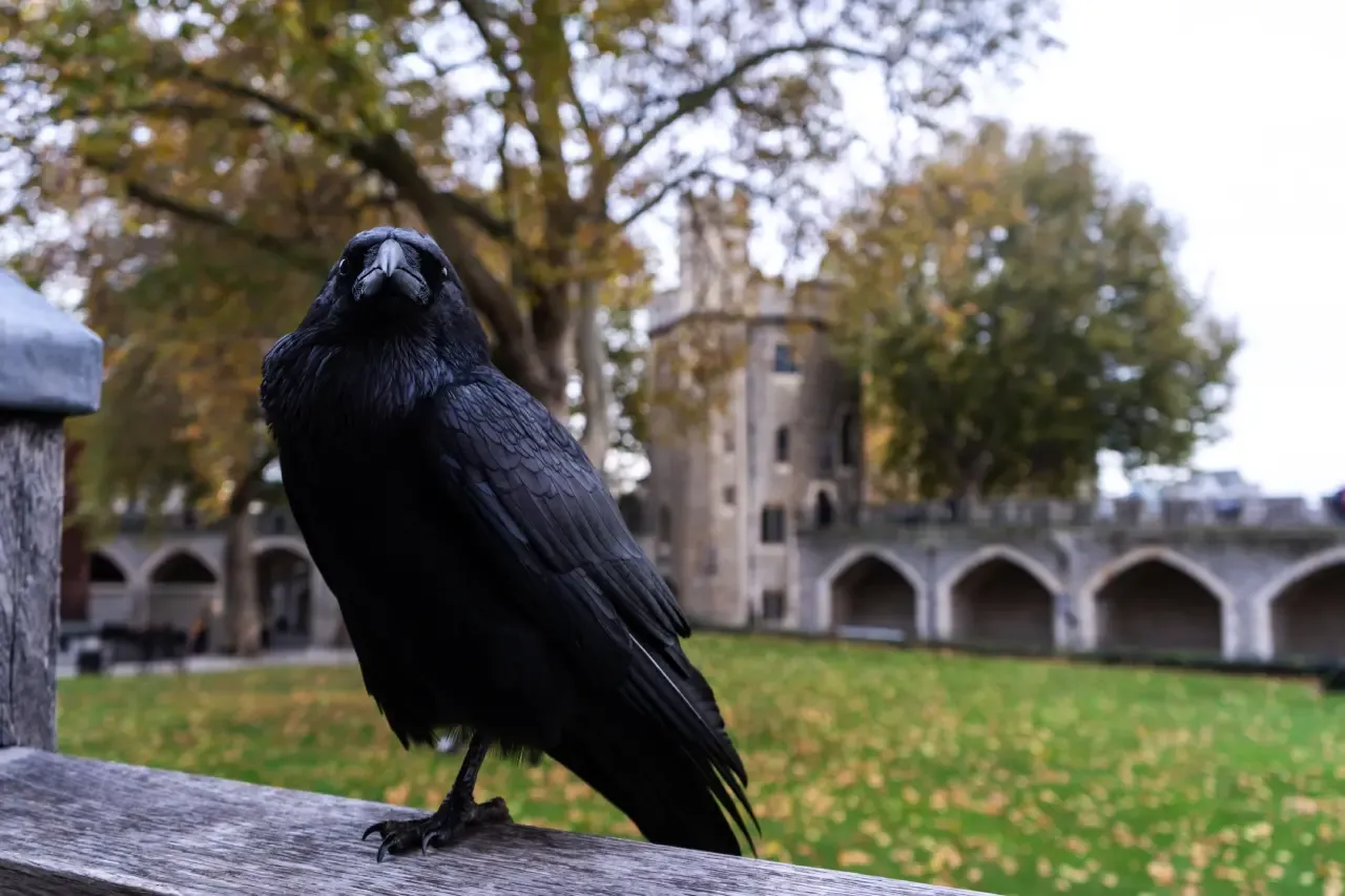 The Raven of the Tower of London