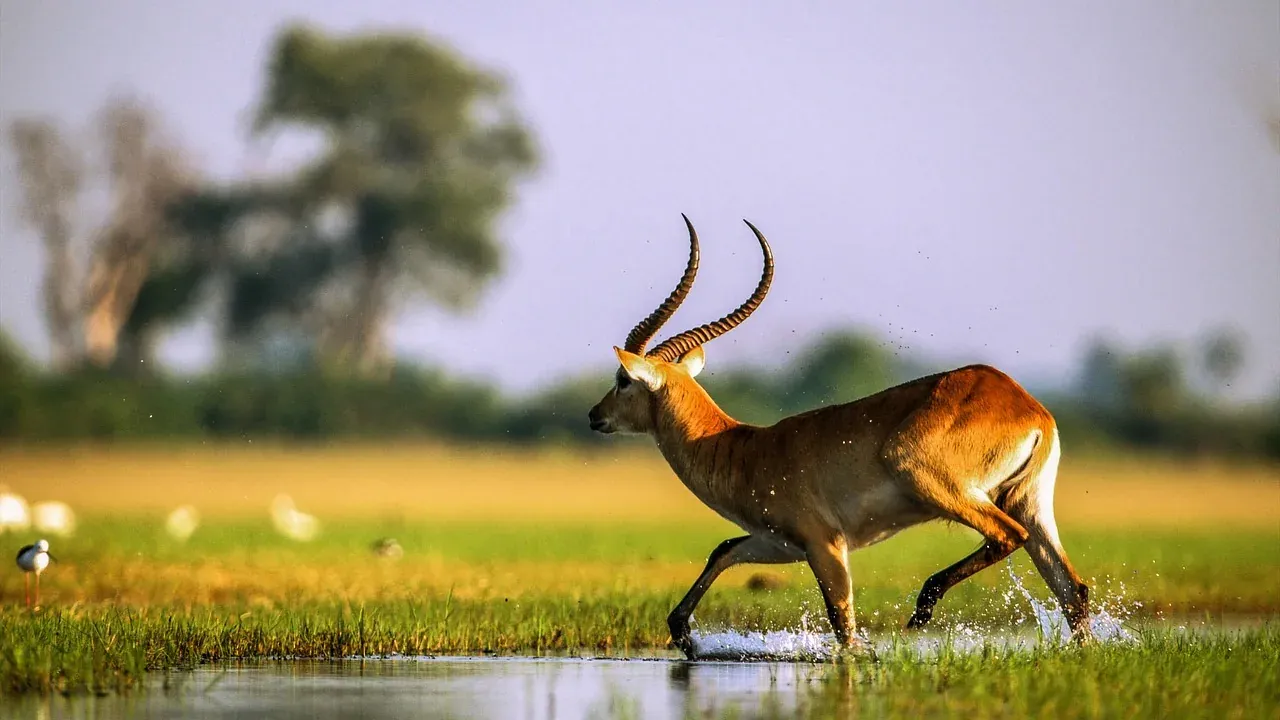 A red lechwe antelope in the floodplains of the Okavango Delta, Botswana