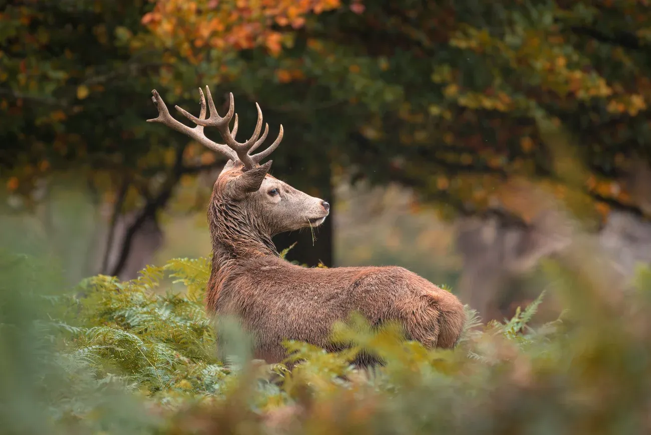 Red deer stag with large antlers resting among autumn bracken in Richmond Park, London