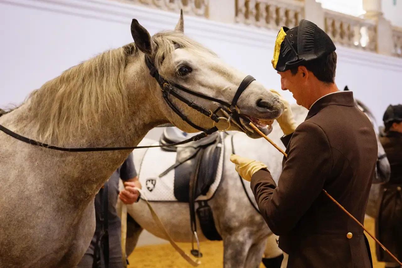 A rider in traditional uniform interacts closely with a Lipizzaner horse during training at the Spanish Riding School