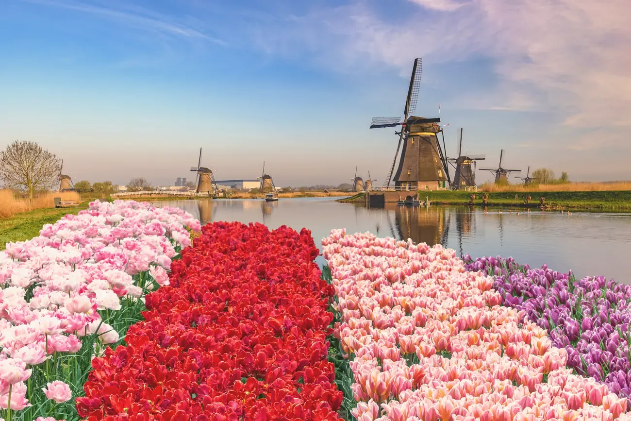 Traditional Dutch windmills and tulip fields at Kinderdijk village, a popular day trip near Rotterdam