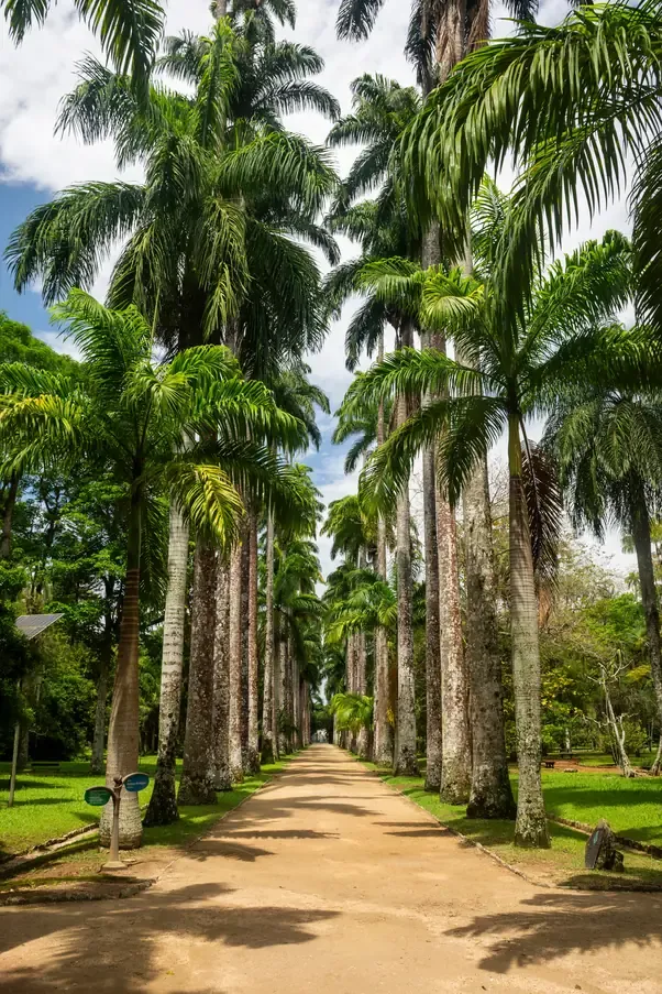 The royal palm avenue of the Botanical Garden, Rio de Janeiro