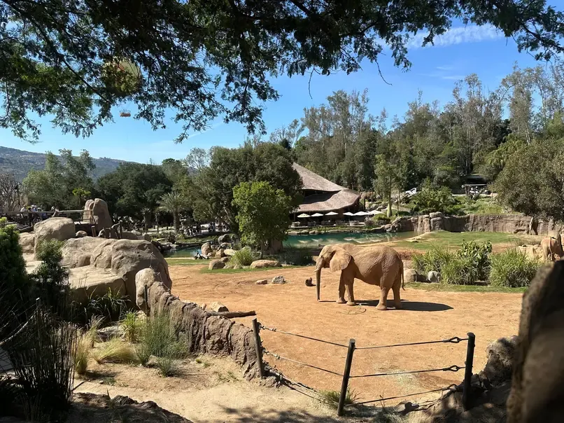 An elephant in its habitat at the San Diego Zoo